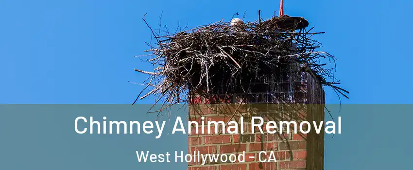 Chimney Animal Removal West Hollywood - CA