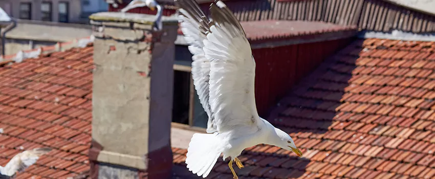 Residential Chimney Animal Removal Solution in West Hollywood, CA